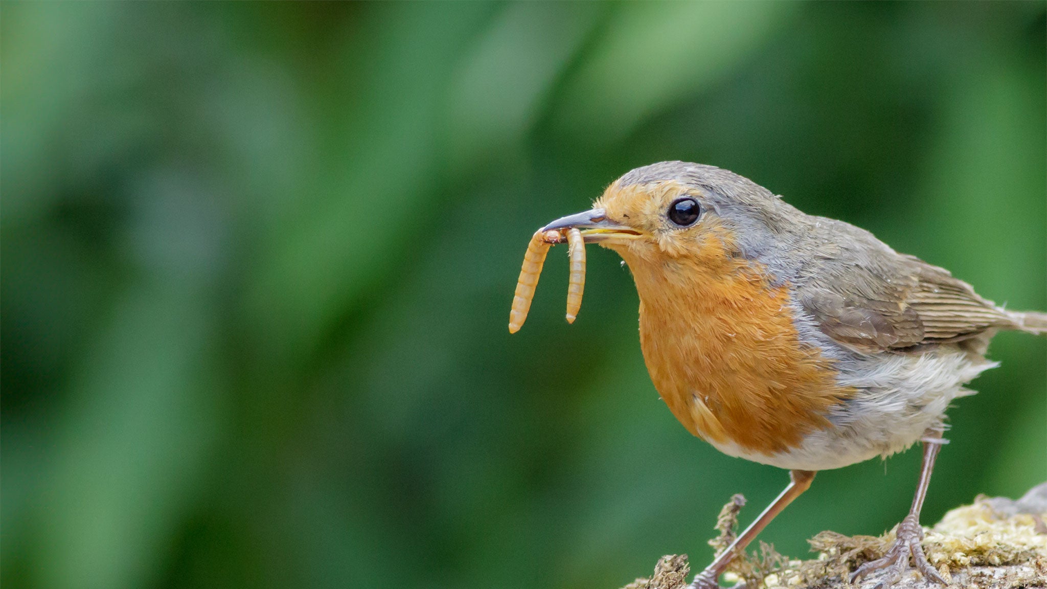 Vale wildlife mealworms