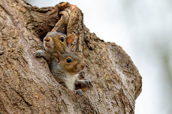 Young squirrels emerge from a nest