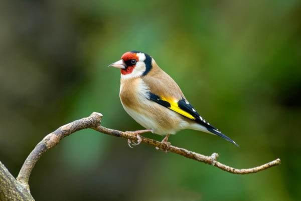 Goldfinch bird UK