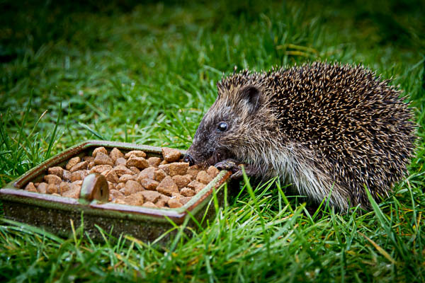 Young hedgehog feeding