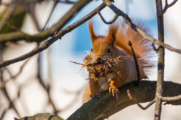Red squirrel with nesting material