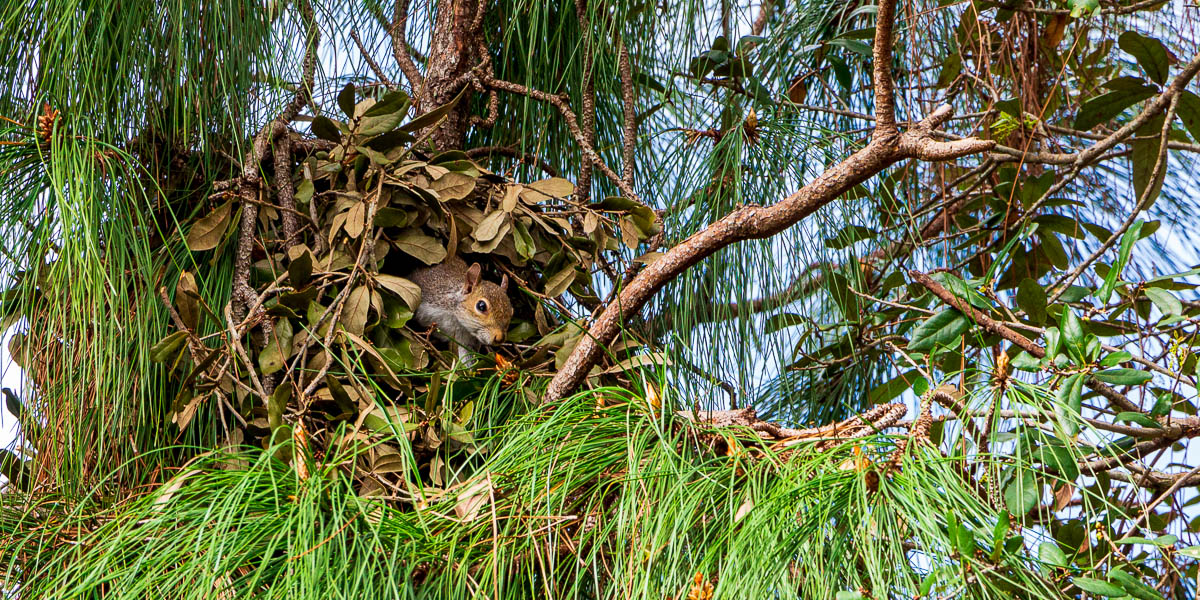 Squirrel nest is called a drey