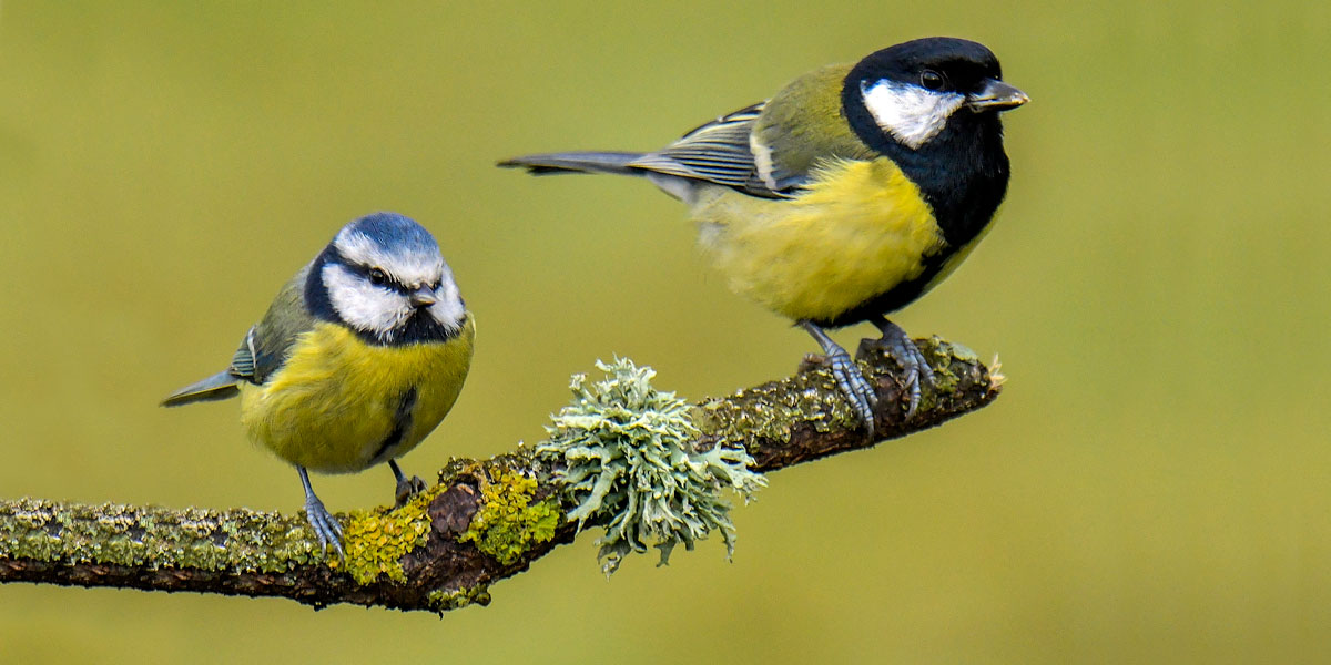 Great Tit and Blue Tit Identification