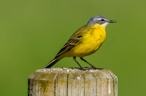 Yellow Wagtail UK bird