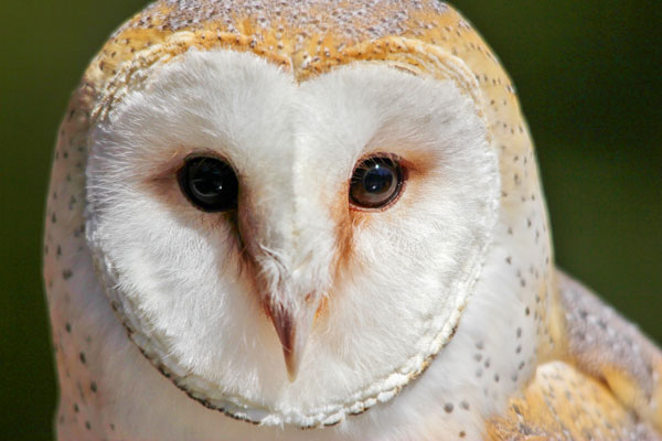 Barn Owl face and eyes