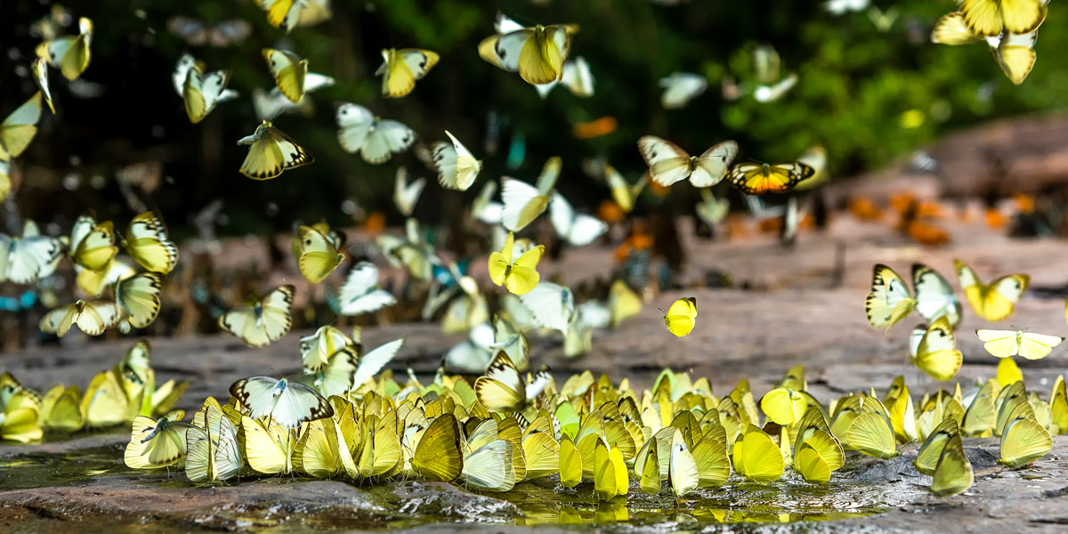 Flutter of butterflies on mineral bank