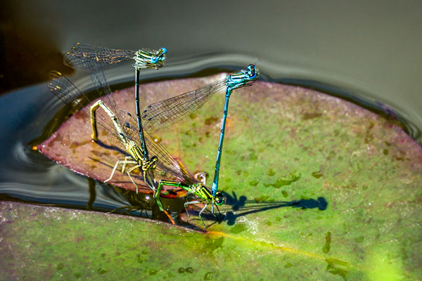 Damselflies mating on water lily