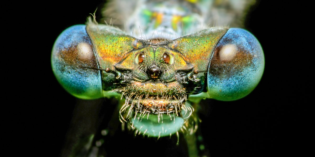 Dragonfly eyes close up macro