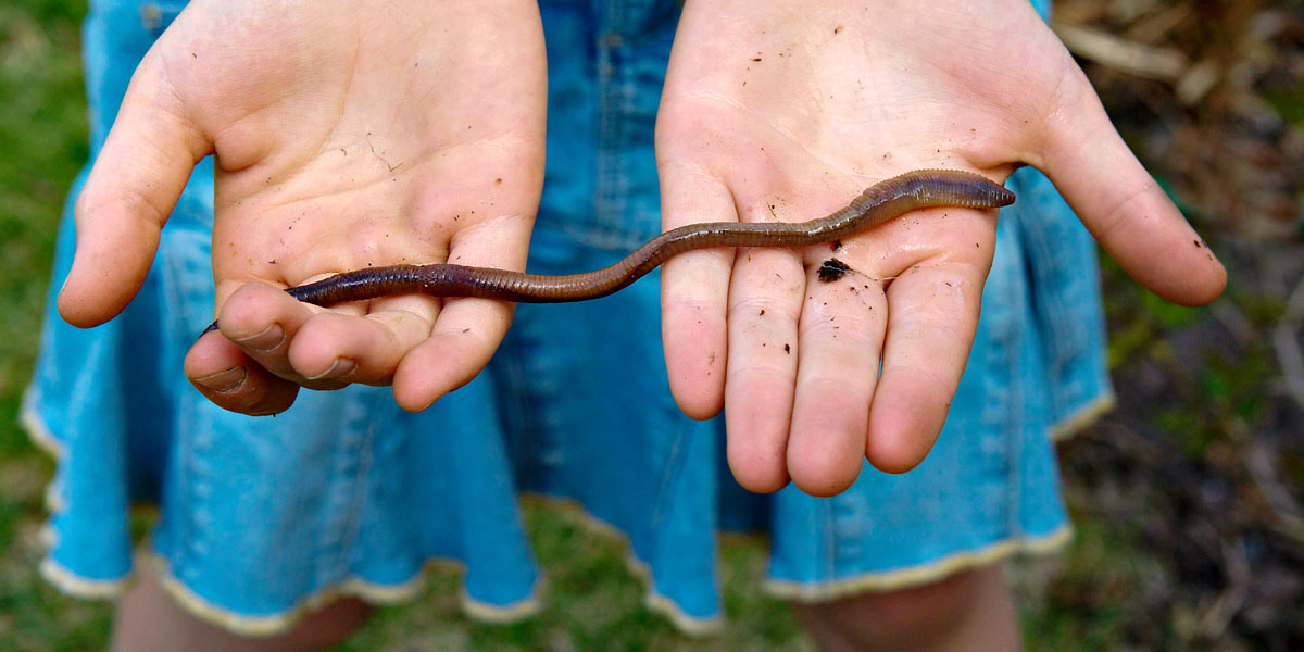 Girl holding up a large earthworm