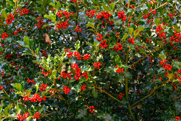 Holly tree full of berries