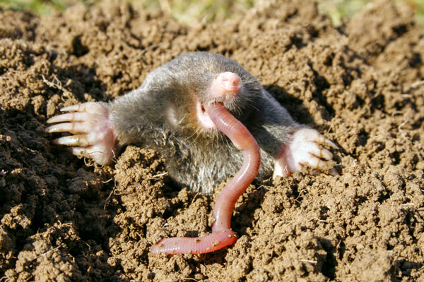 Mole eating a large worm