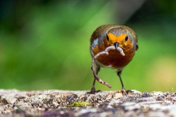 Robin eating a worm in the garden