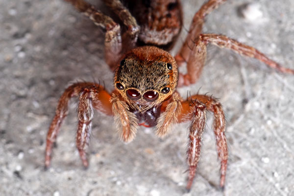 Spider showing six eyes