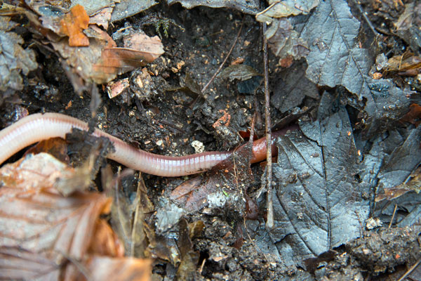 A worm among the leaf litter