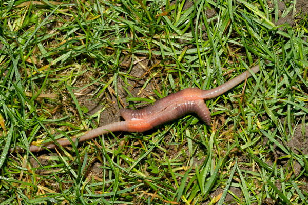 Earthworms mating on a lawn