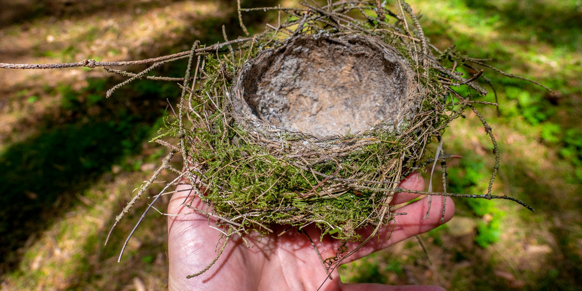Finding Bird Nests UK | Wildlife Blog by Sean McMenemy - Ark Wildlife UK