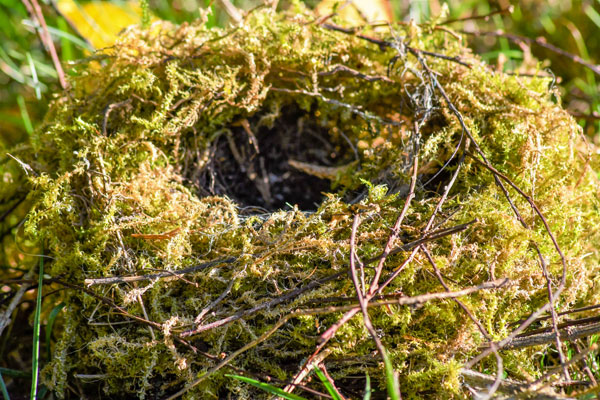 Empty blackbird nest