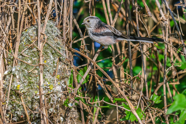 Long tailed tit entering nest