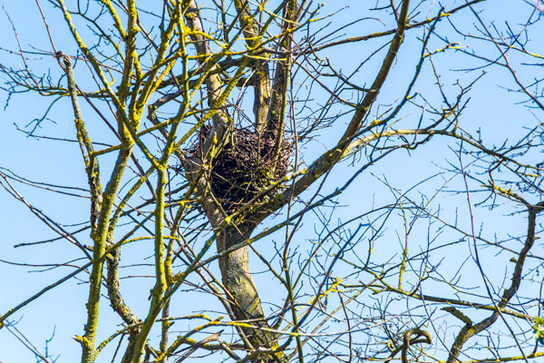 Winter bird nest in UK bare tree