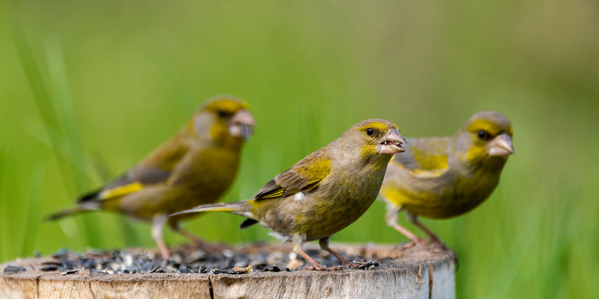 Greenfinch family