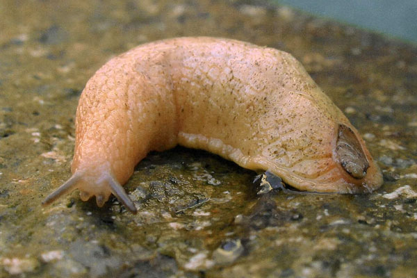 Golden fringed slug