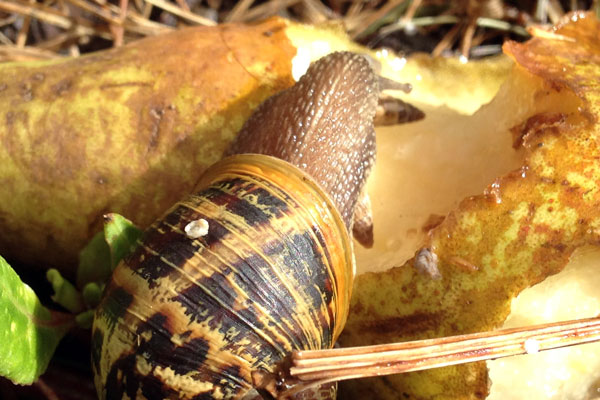 snail eating a pear