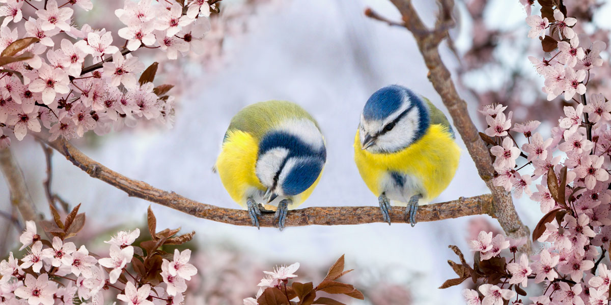 Blue tits feeding in blossom springtime
