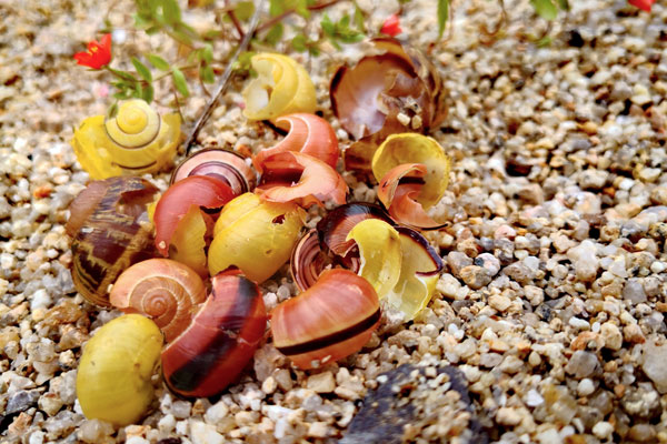 bright coloured snail shells