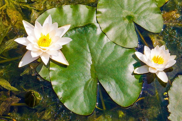 White Water Lily Nymphaea alba