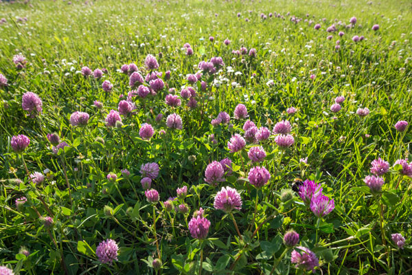 Red clover with bumblebee feeding
