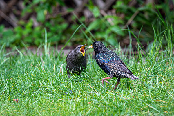 Starling feeding young on lawn