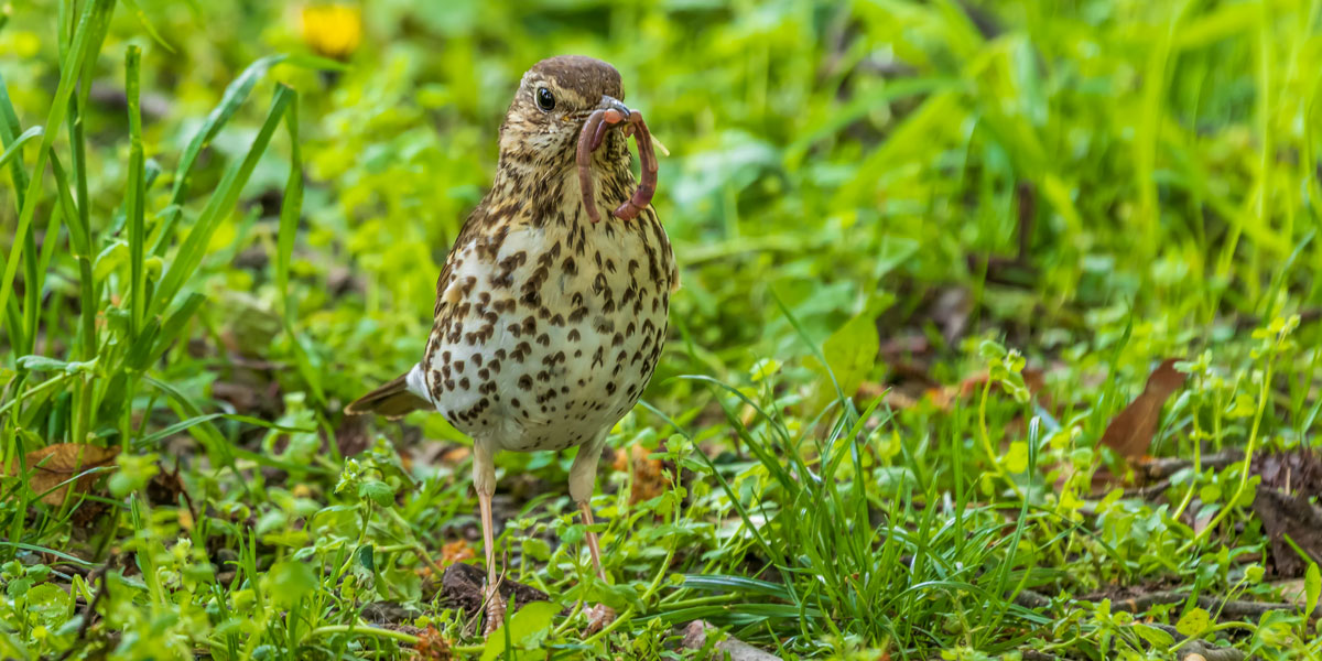 Thrush with worm on lawn