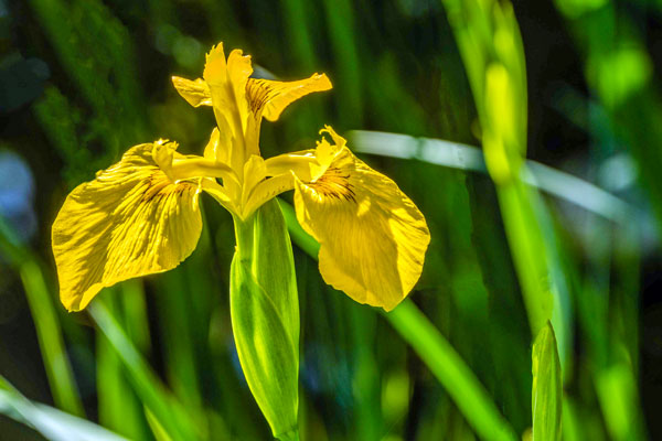 Yellow flag iris, Iris pseudacorus