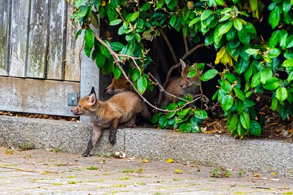 Fox cubs living in car park