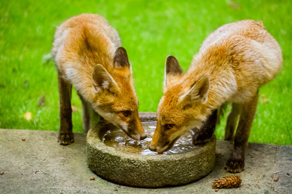 Fox cubs drinking on the patio