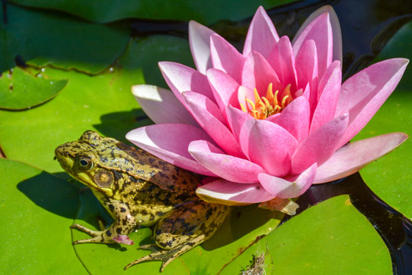 Frog on a pink lily pad