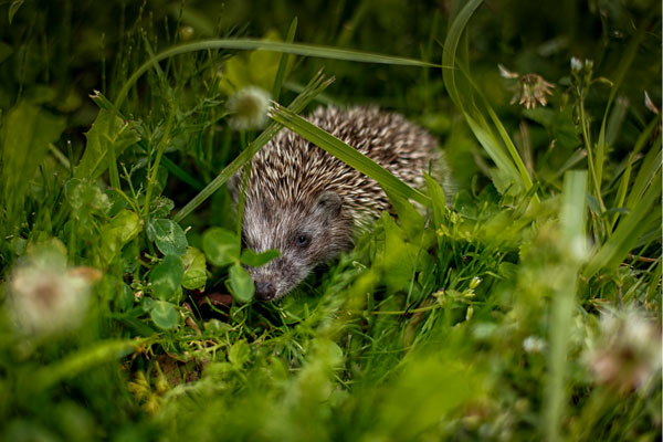 Young hedgehog known as a hoglet