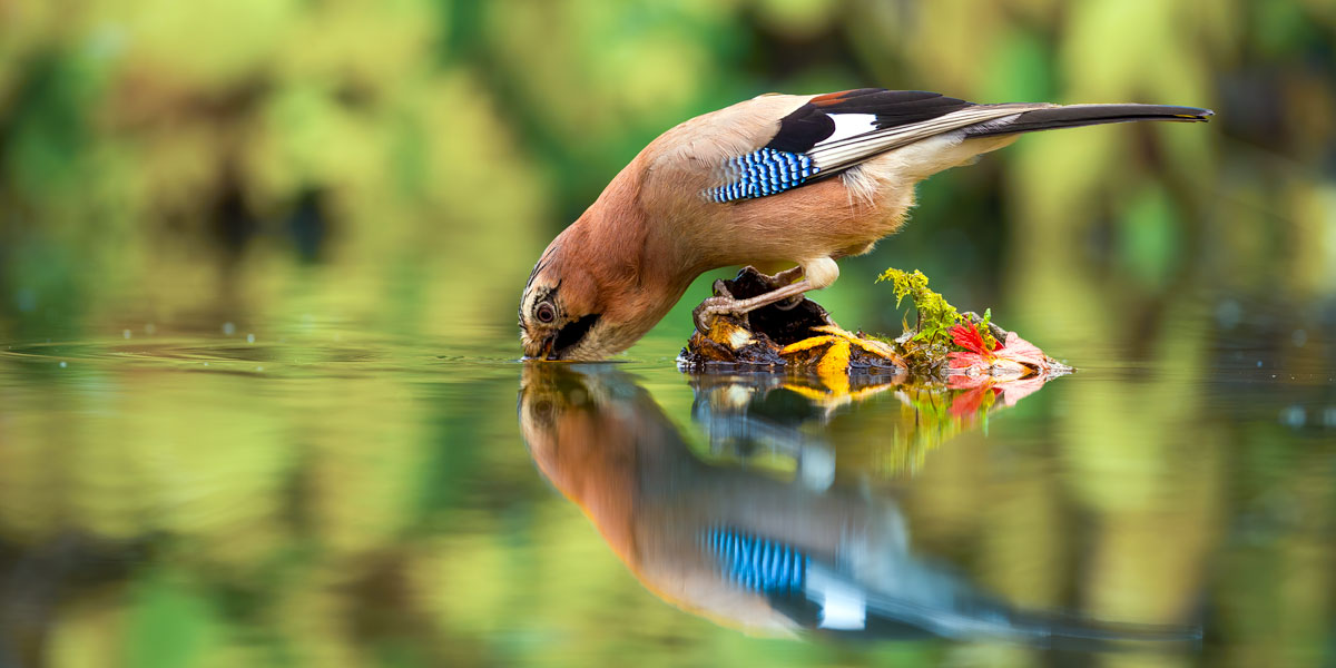 Jay drinking from a pond