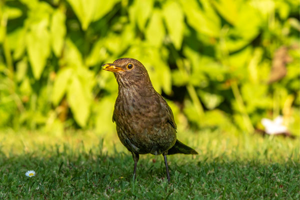 Young blackbird showing mottled breast