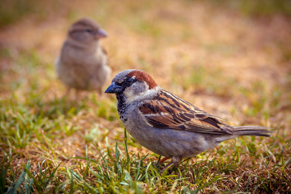 Sparrows on dry lawn