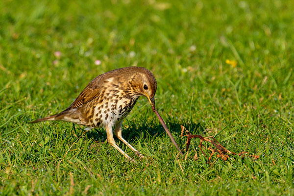Song thrush pulling a worm