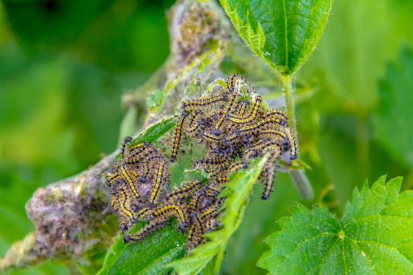 Caterpillars on nettles