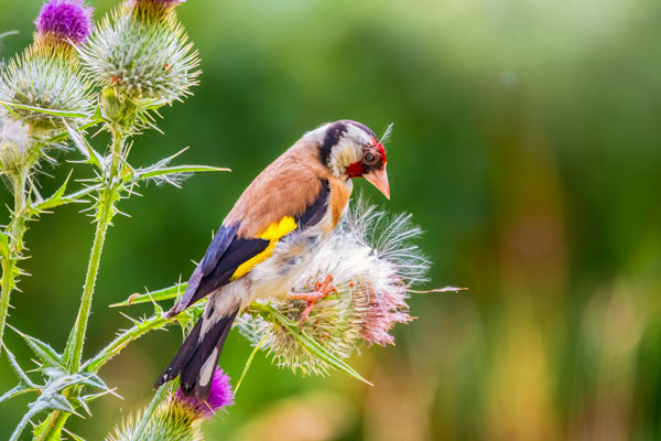 Goldfinch on thistle seeds