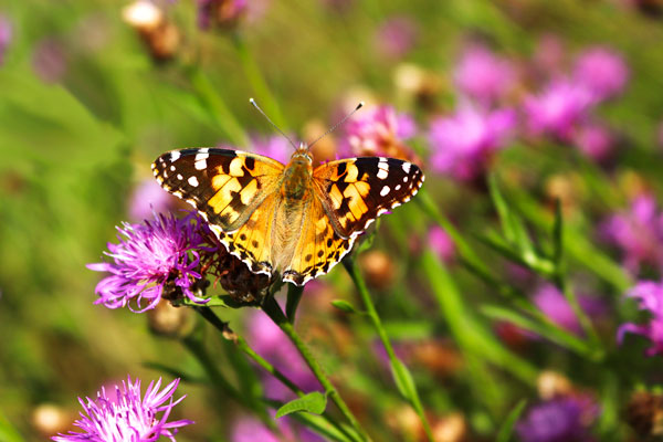 Painted lady butterfly on knapweed