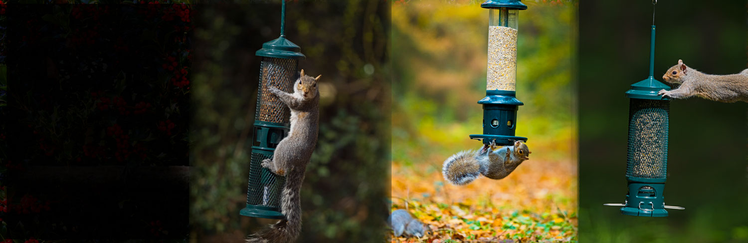 Squirrel proof squirrel buster bird feeders