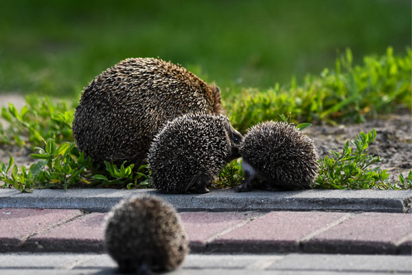 Mother hedgehog with her hoglets
