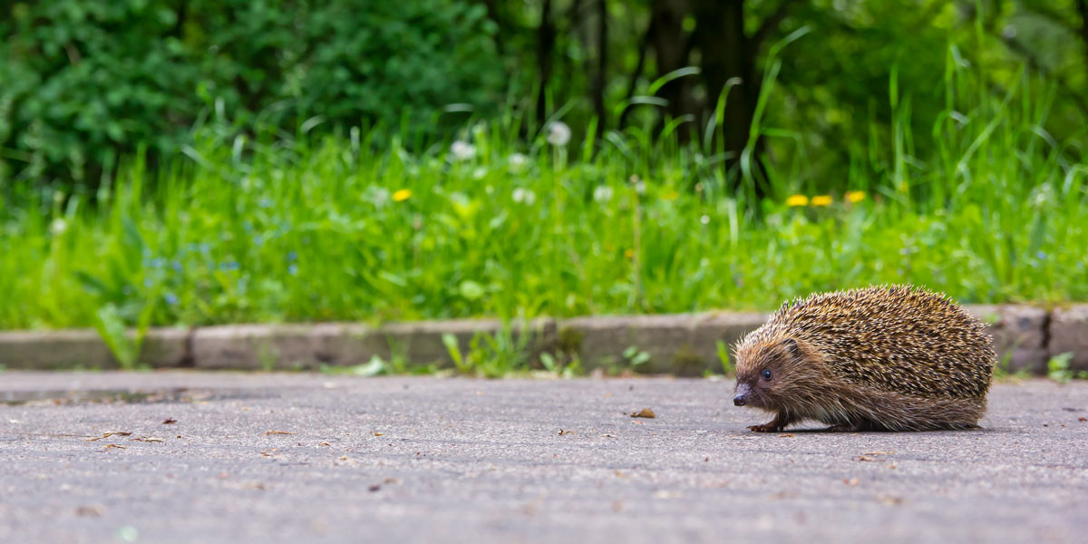 Hedgehog crossing a road