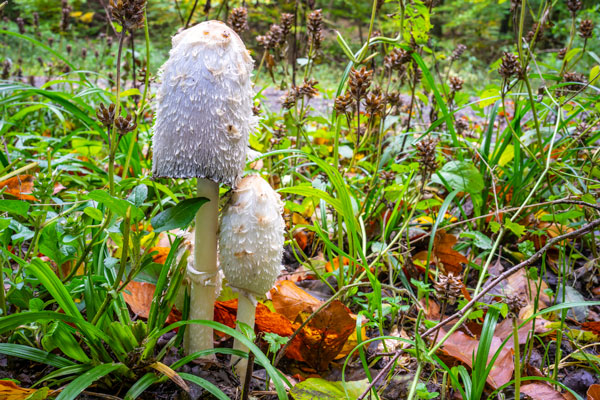 Fungi growing in rich soil
