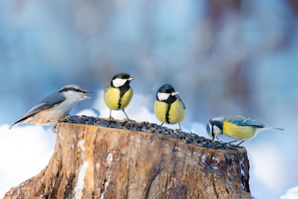winter-feeding-birds