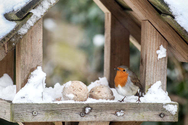 robin-on-bird-table